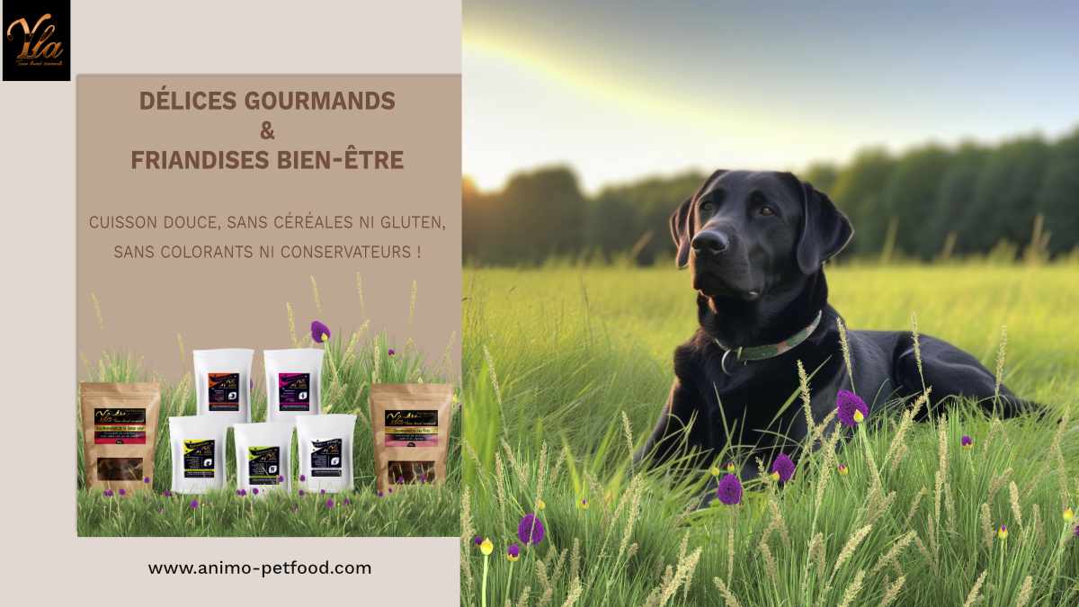 gourmandies-et-friandises-pour-chiens